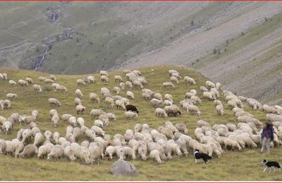 Préserver les systèmes pastoraux pour un avenir durable en montagne
