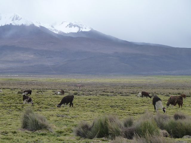 Album - 2011-Sajama-Bolivie