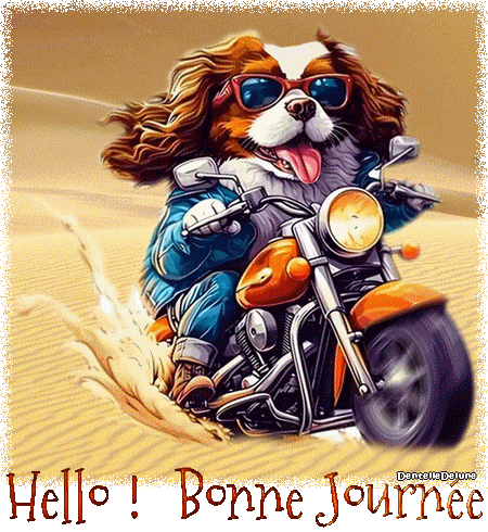 Chien Cavalier King Charles à moto - gif coucou - bonne journée