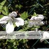 Clematis viticella ' Alba Luxurians'