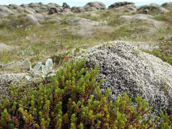 Faune sauvage et domestique et flore d'Islande.