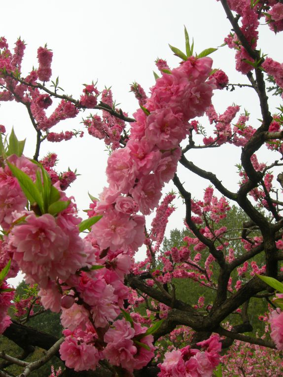 ... et aussi en ville : fleurs et arbres en fleurs de Pékin, de Tianjin, du Hebei, du Heilongjiang, du Shandong, de Mongolie intérieure, du Ningxia, du Gansu, du Qinghai et du Sichuan. Que cent fleurs s'épanouissent !