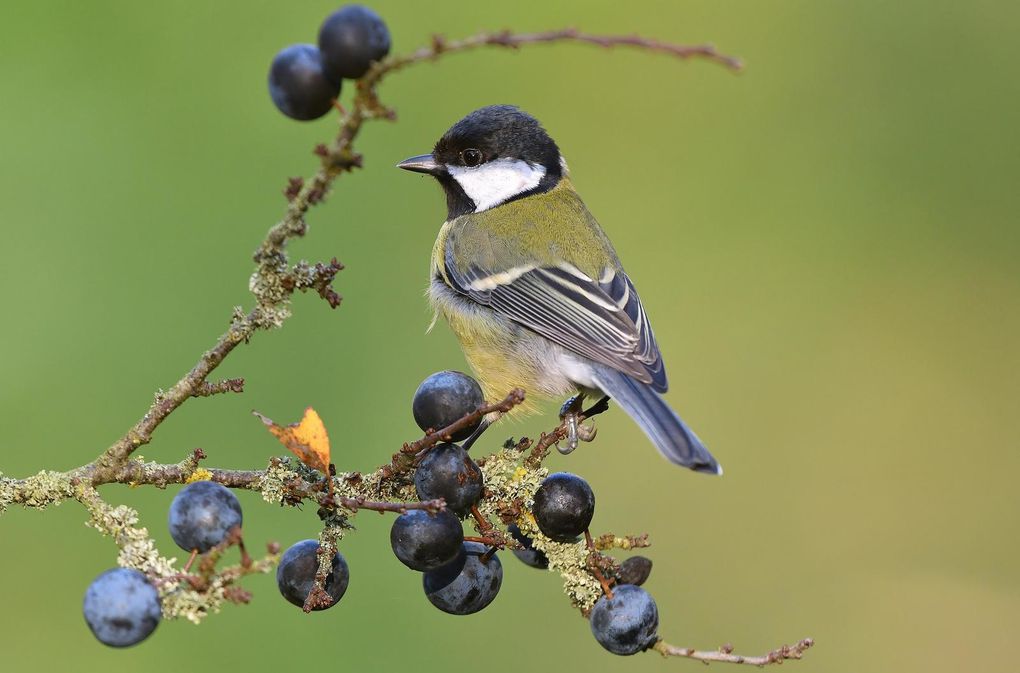 Mésange charbonnière.