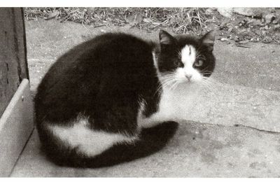 Raticide Danger Mortel Pour Nos Chats Les Amis Des Chats De Bligny