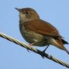 IL CHANTE DESORMAIS DANS LE CIEL