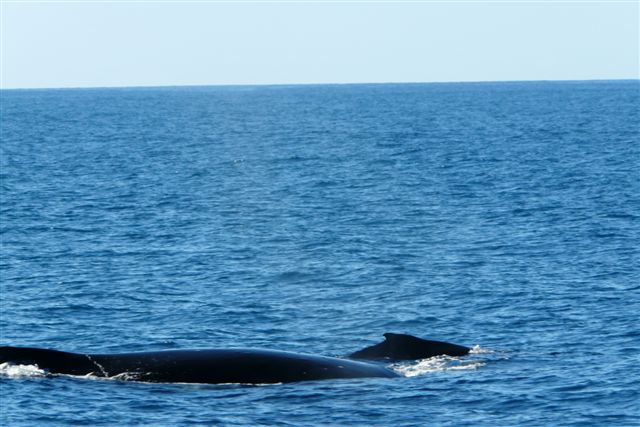 Un dimanche ensoleillé passé en compagnie de Fabien, Sophie, Linda, Stéphane et Salma ... à la rencontre des baleines.