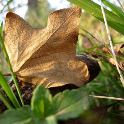 Drôles de champignons  ..  En diaporama 