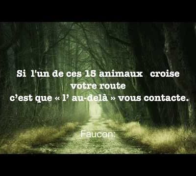 Si l’un de ces 15 animaux croisent votre route, c’est que « l’ au-delà » vous contacte