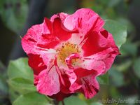 Les rosiers en H. de Ha à He.