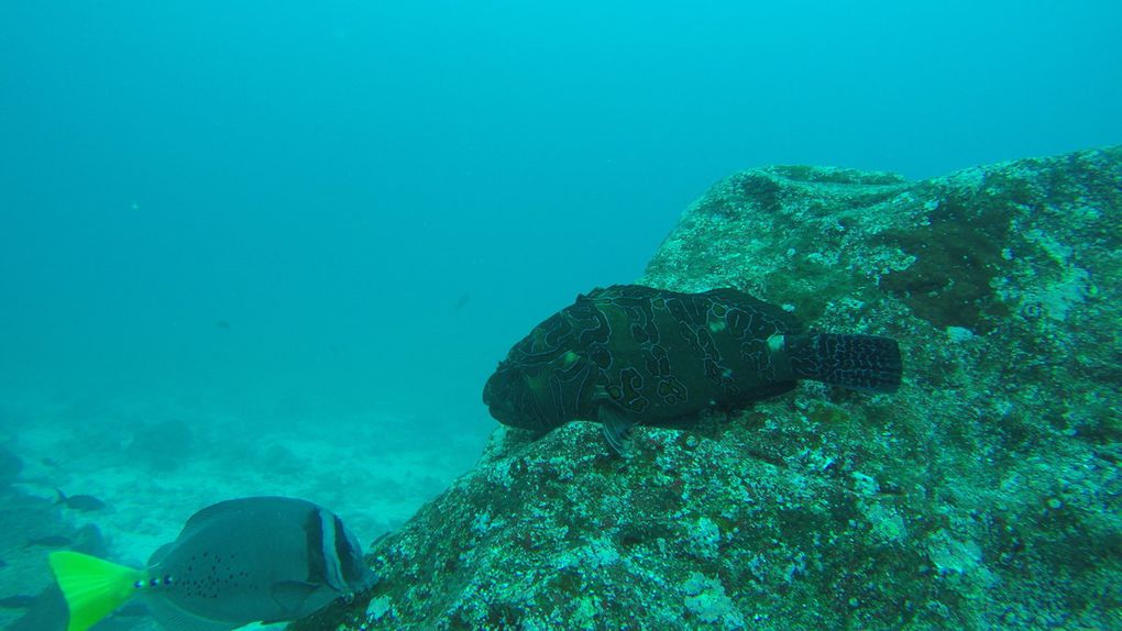 Diving in Galapagos