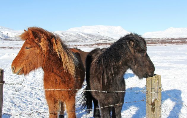 pictures of Icelandic horses