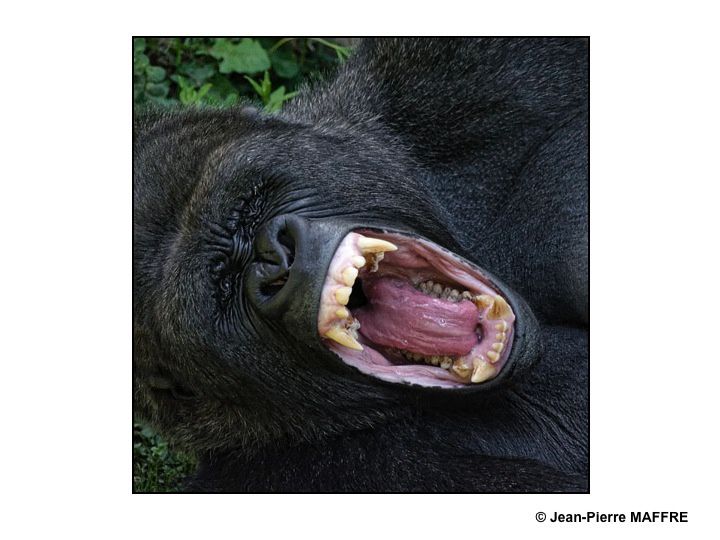 Les grands singes peuvent être admirés de près au zoo de Beauval.