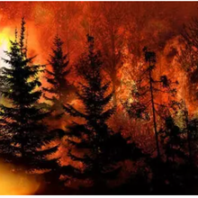De plus en plus de violents incendies de forêt – est-ce vraiment la faute du changement climatique ?