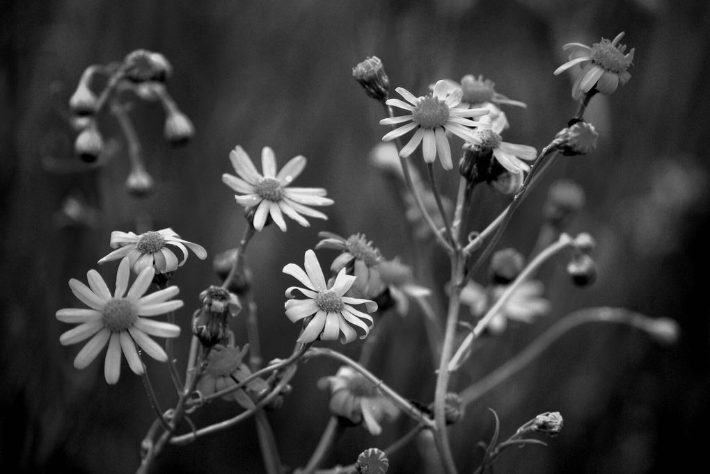 Fleurs d'été de mon jardin.