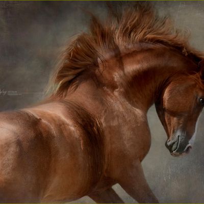 Les chevaux par les peintres -  Carolle Beaudry