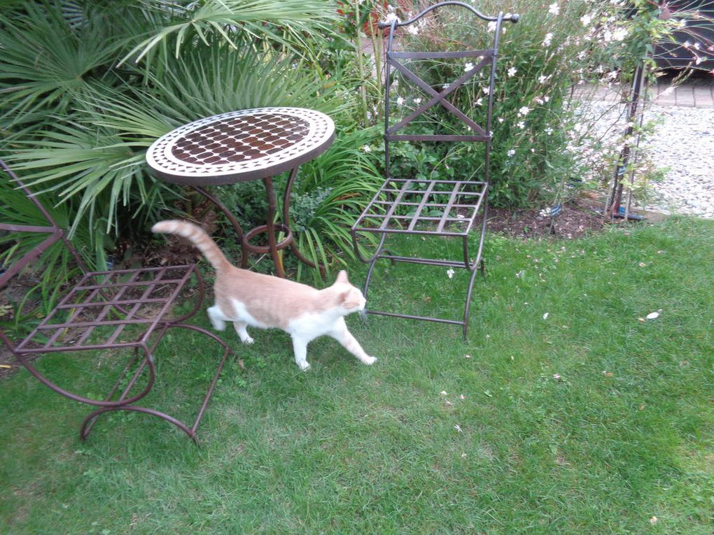 Mon jardin Le Clos fleuri en octobre 