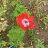 Des nouvelles du jardin après l'été, à la rentrée...