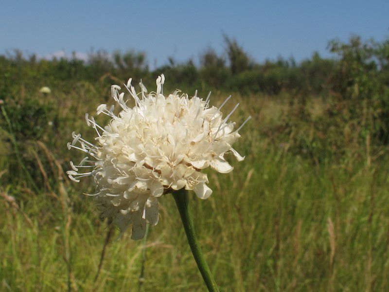 1.	Lézard ocellé (Timon lepidus) 2.	Anthyllide vulnéraire (Anthyllis vulneraria)  3.	Bétoine officinale (Stachys officinalis)  4.	Céphalaire blanche (Cephalaria leucantha)  5.	Clora ou Blackstonie perfoliée. (Blackstonia perfoliata subsp. perfoliata)  6.	Ephippigère des vignes, mâle. (Ephippiger diurnus)  7.	Graines d’anthyllide vulnéraire (Anthyllis vulneraria) 8.	Leuzée conifère (Rhaponticum coniferum. Syn Leuzea conifera)  9.	Liseron des Cantabriques. (Convolvulus cantabrica)  10.	Sedum de Nice (Sedum sediforme)  11.	Sedum de Nice (Sedum sediforme)   12.	Stéhéline douteuse (Staehelina dubia)  13.	Viorne Lantane (Viburnum lantana)  14.	Vulpin bulbeux (Alopecurus bulbosus)  15.	Causse de Caucalière  16.	Photos. C. Conrad