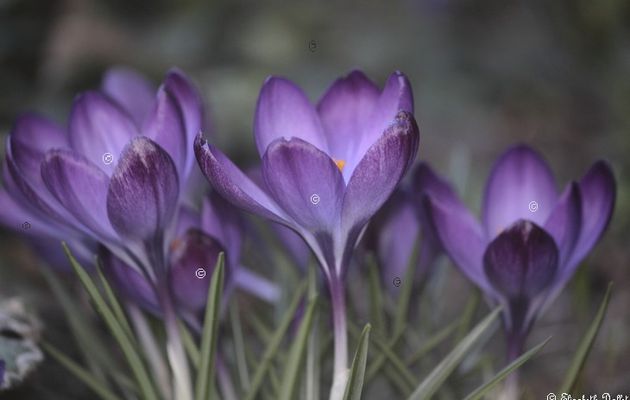 Les crocus violets