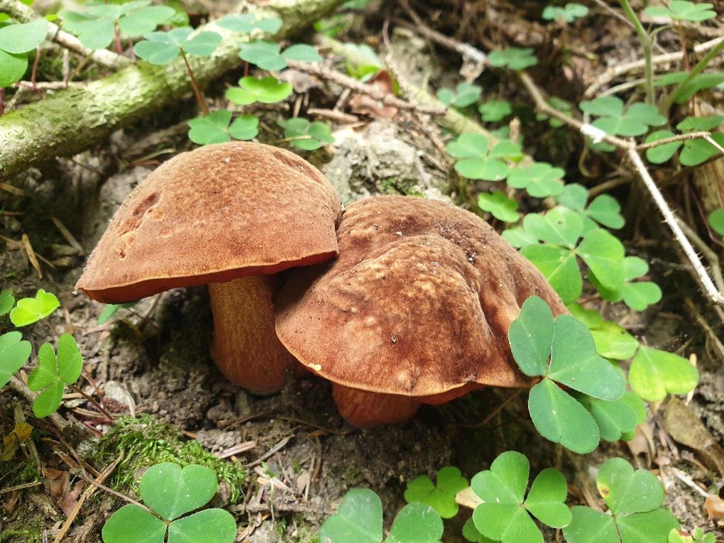 Bolet à pied rouge = Neoboletus erythropus : pour comparer avec le bolet blafard, ce bolet à pied rouge (bon comestible), appelé par les connaisseurs "récompense du mycologue"  a un chapeau velouté marron foncé, les tubes rouge orangé sous le chapeau,  la chair jaune très bleuissante à la coupe et le pied moucheté de rouge sur fond jaune.