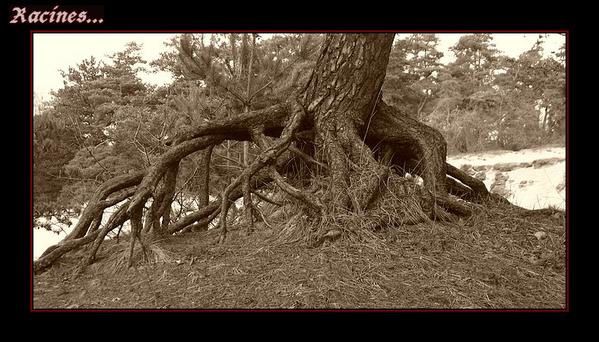 Album - La foret du Ouelnant