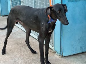 tres jeune galgo de 1an robe noire a adopter a l'association sos chiens galgos