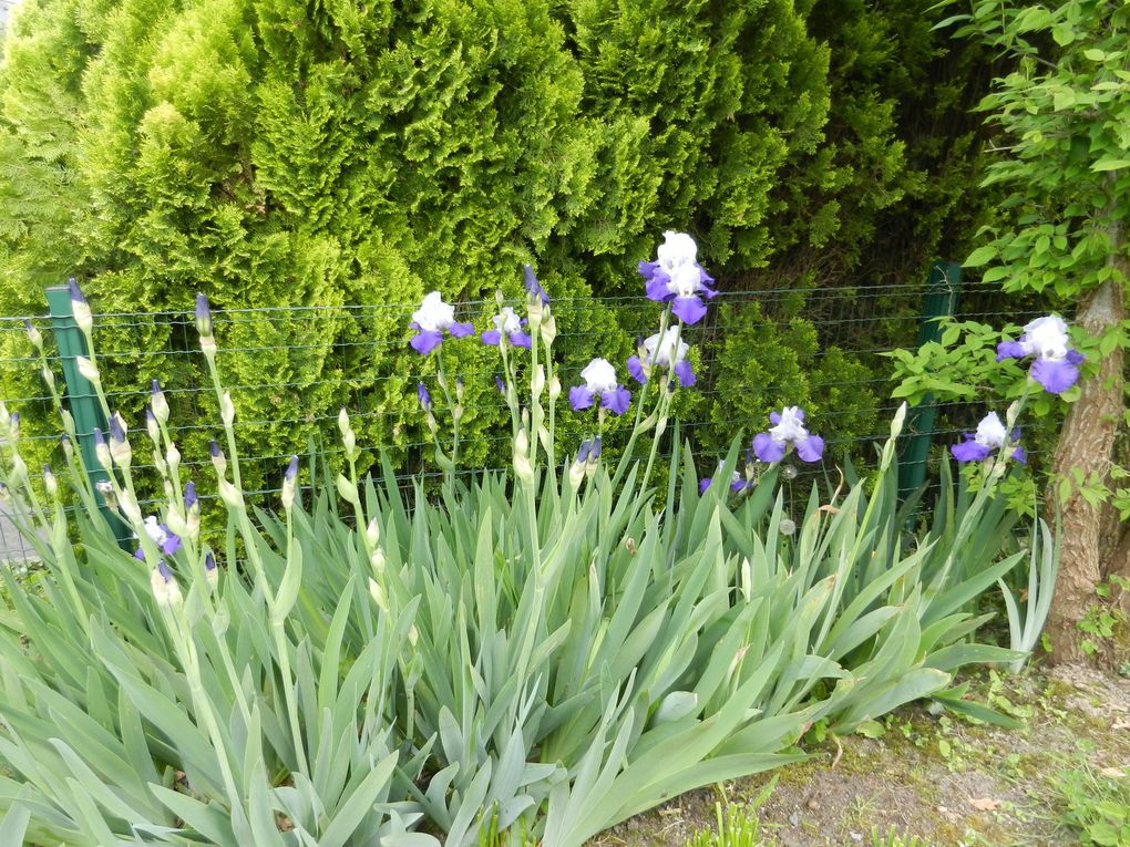 Le jardin au mois de Mai !!