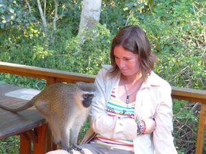 Un singe s'est invité sur Flo....