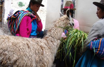 Pérou : ruines Incas et cochon d’inde