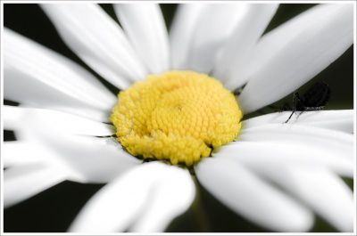 Fleurs sauvages du jardin