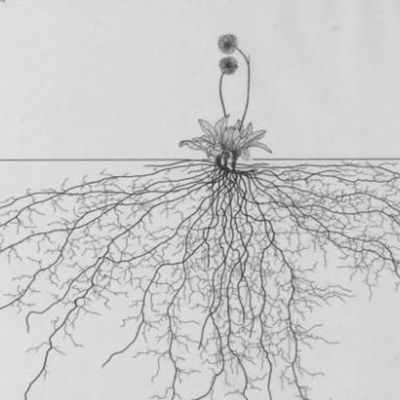Un atlas des systèmes racinaires a été sauvé de l'oubli et mis gratuitement en ligne !