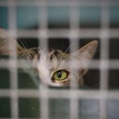 Plébiscités pendant les confinements, les animaux de compagnie envahissent les refuges