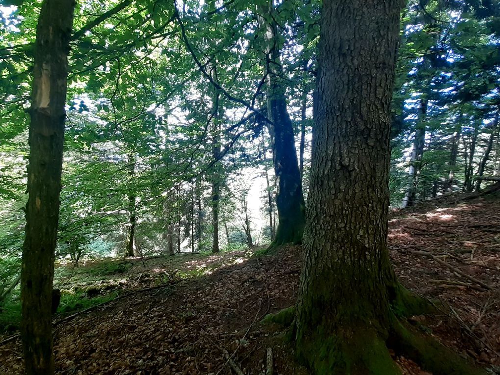 Forêt site de Prémol en Isère Aout 2023