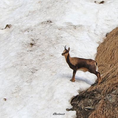 L'isard des Pyrénées