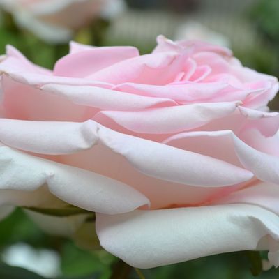 Le cartoscope du samedi 15 novembre 2025