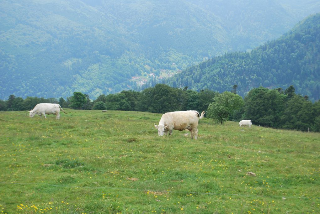 Album - Enduro des Hautes Vosges Divers