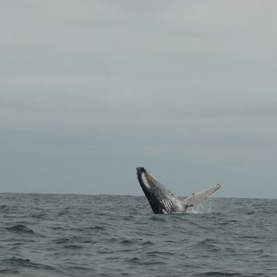 Puerto Lopez: sortie baleines!