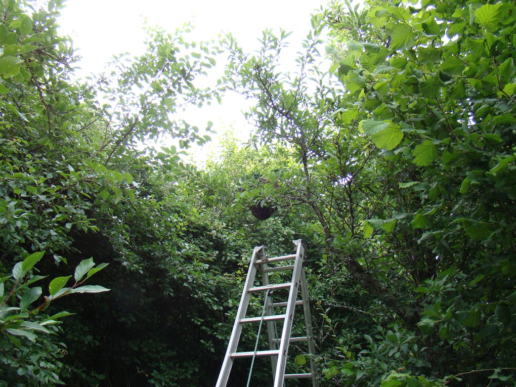 Suspendu à une branche du mirabellier!