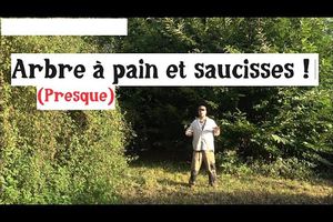 Arbre à pain et arbre à saucisses ! 