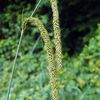 Carex pendula : Informations sur cette plante (origines, description...)