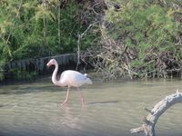 Une famille Flamant rose à la queueleuleu.