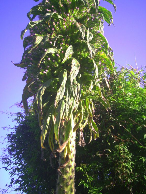 Album - les troncs d'echium pininana