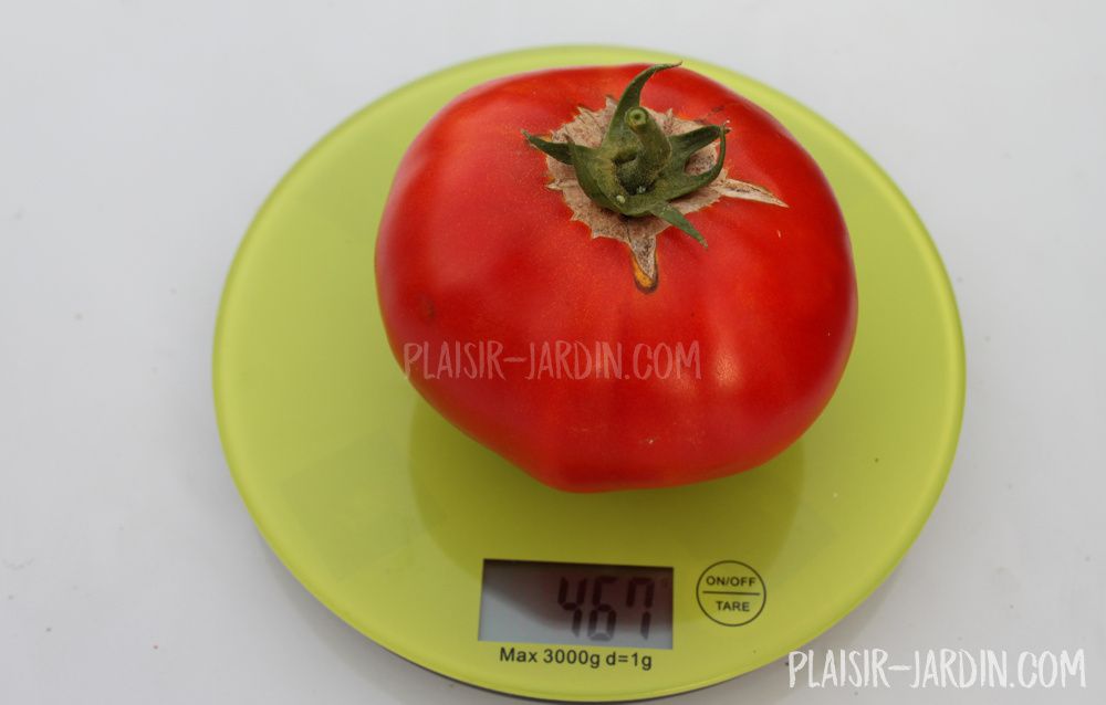 Les tomates à gros fruits