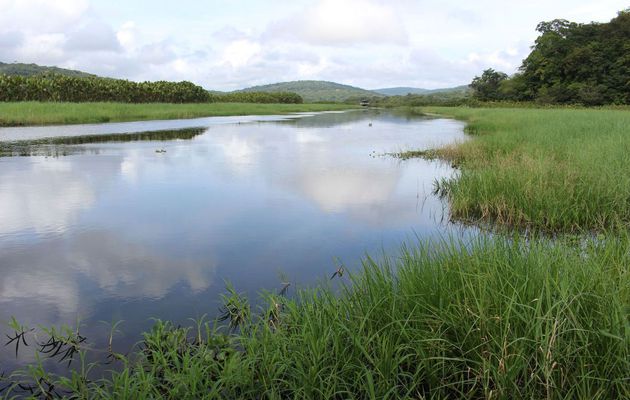 Les marais de Kaw