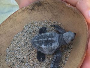 Rencontre avec les bébés tortues..