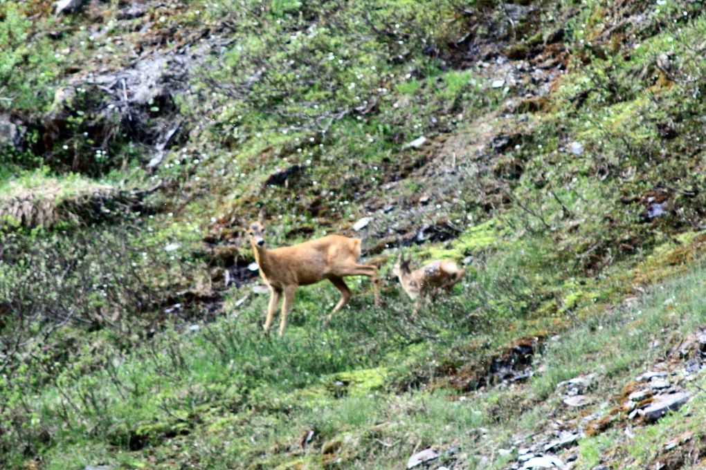 Faune de Tarentaise - Vanoise