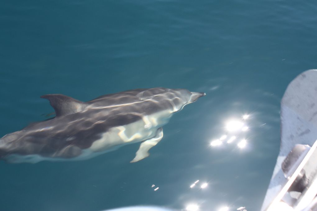 Album - des-dauphins-aux-sables