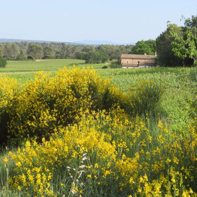 Fleurs jaunes de la garrigue / Balade en Provence