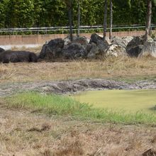 Les rhinoceros au zoo de La Teste...