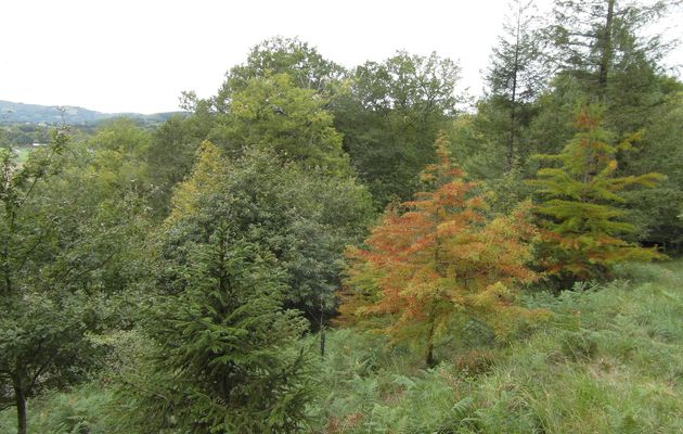 La forêt de la liberté